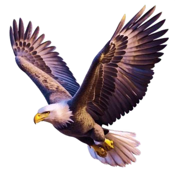 Eagle in Flight